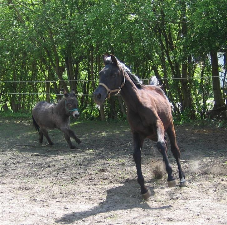 Lidt forskellige dyr - Simon var farlig syntes E`too!!! billede 10