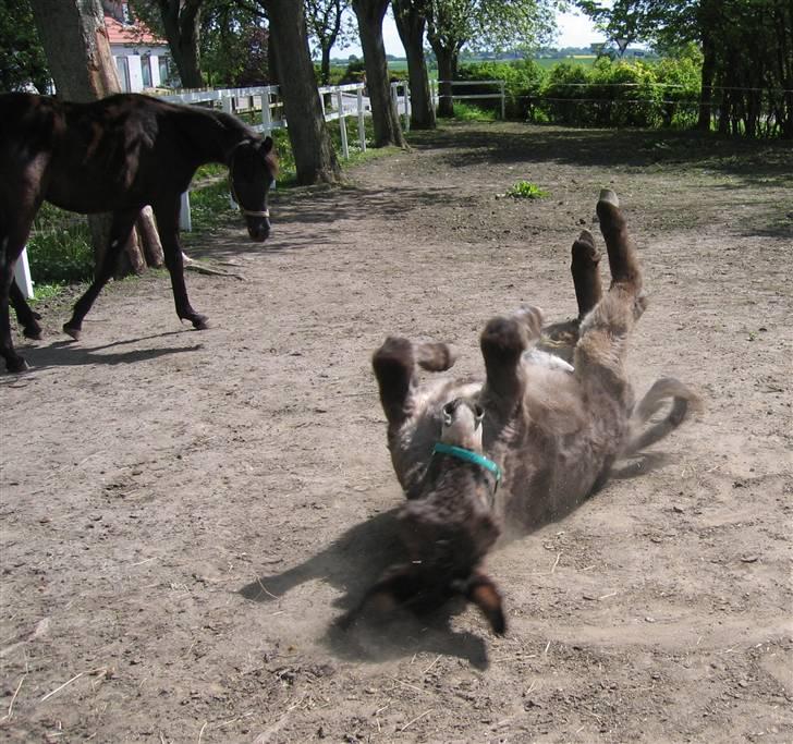 Lidt forskellige dyr - E`too og simon :) billede 11