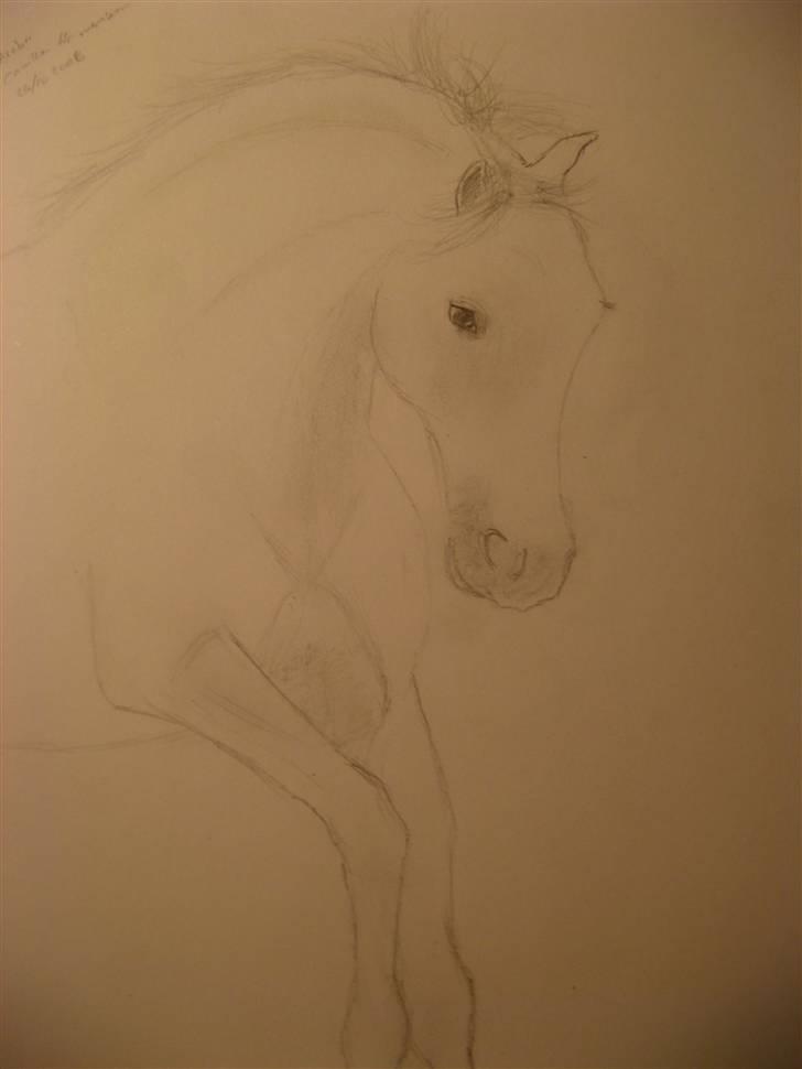 Heste tegninger  - Nyt ;) billede 1