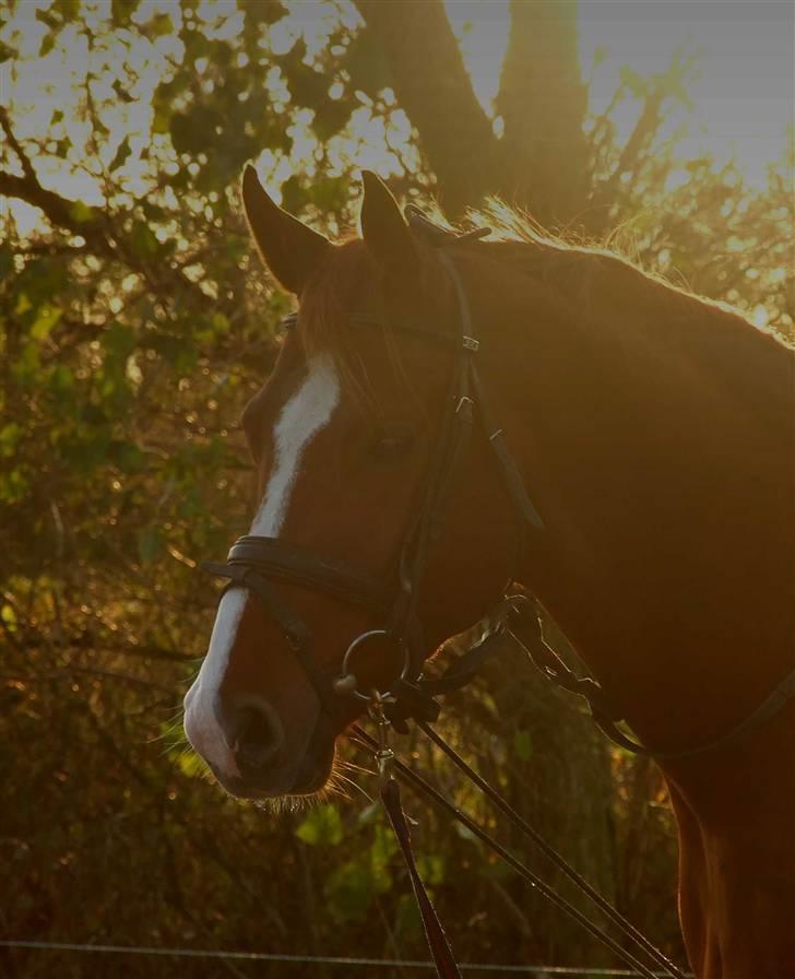 DET RØDE LYN billede 1