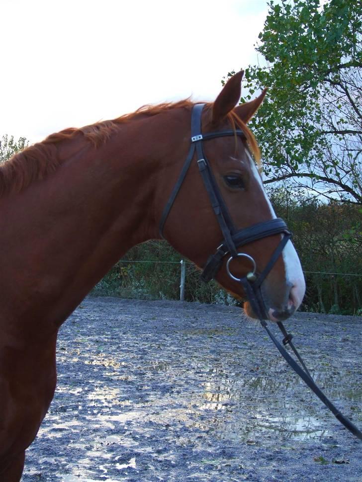 DET RØDE LYN billede 14