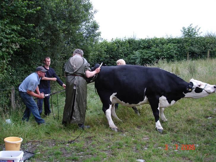 Ko-fødsel. billede 1