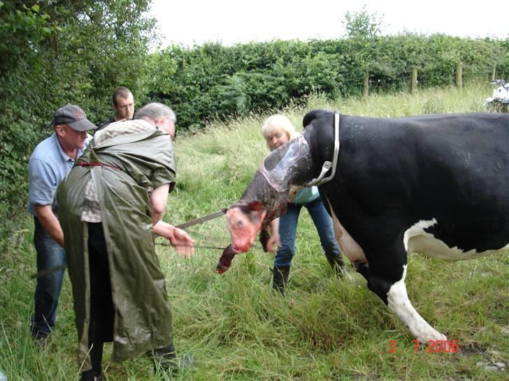 Ko-fødsel. billede 2