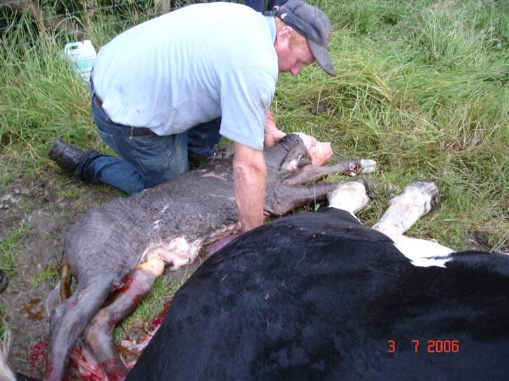 Ko-fødsel. billede 3