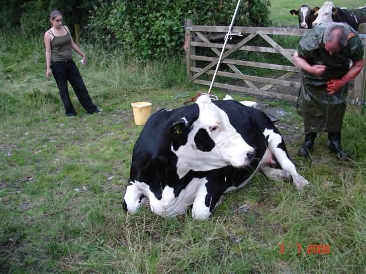 Ko-fødsel. billede 4