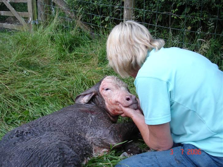 Ko-fødsel. billede 5