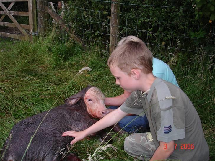 Ko-fødsel. - Andreas og Andreas :D billede 6
