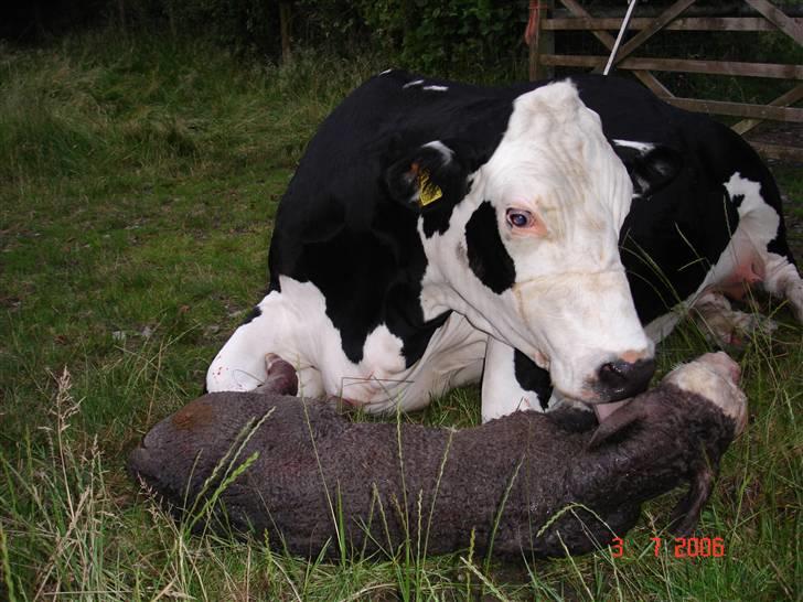 Ko-fødsel. billede 7