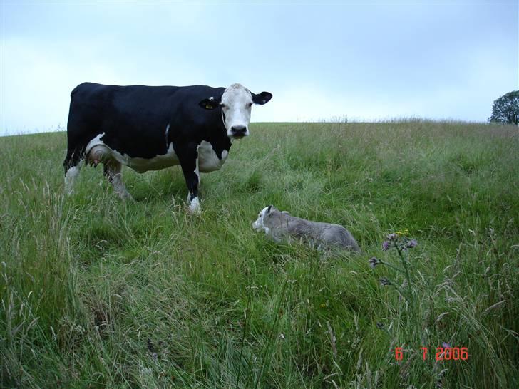 Ko-fødsel. billede 8