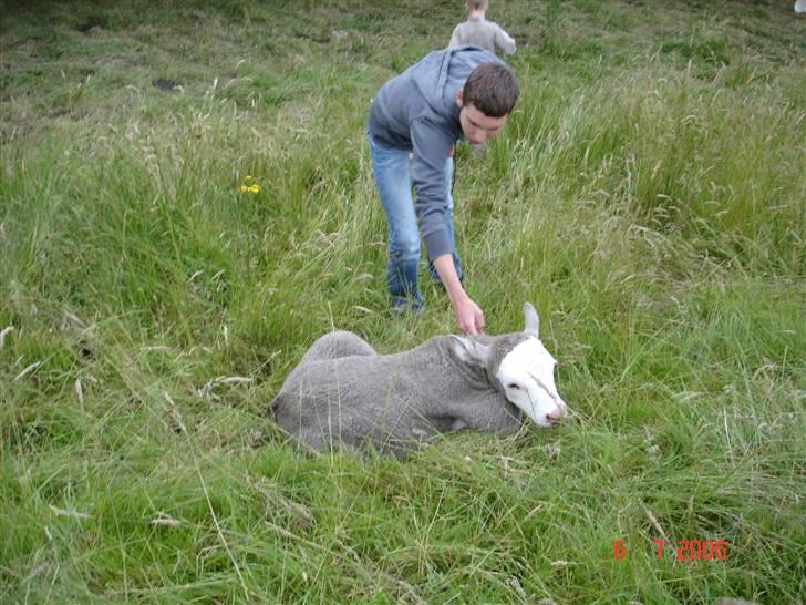 Ko-fødsel. billede 9