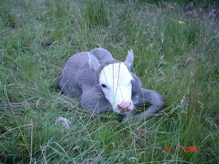 Ko-fødsel. billede 10