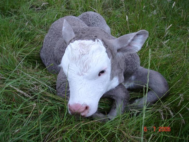 Ko-fødsel. - Han blev da fin til sidst, men blev desværre født med en hjerneskade da han ikke ville ud :s billede 11
