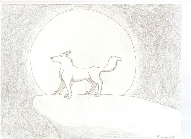 Tegninger(se dem) - En hvid ulv på en klippe med fuldmåne bag sig. billede 3