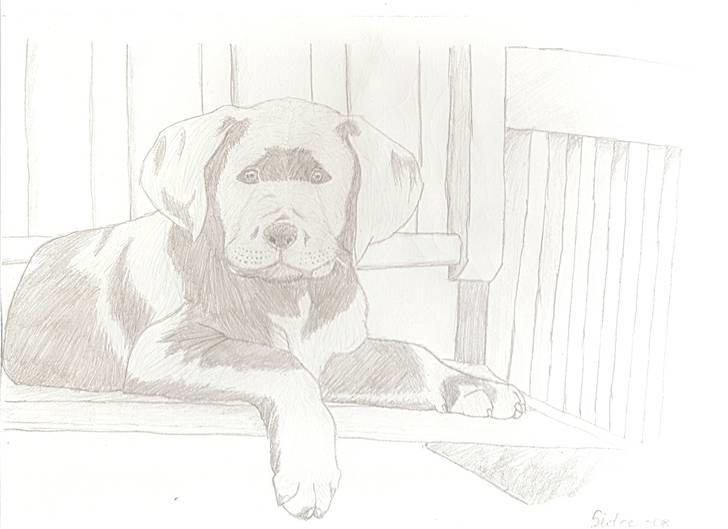 Tegninger(se dem) - En labrador hvalp, med glans i pelsen. Den var mit første forsøg med glans så den ser nok ldt sær ud. billede 4