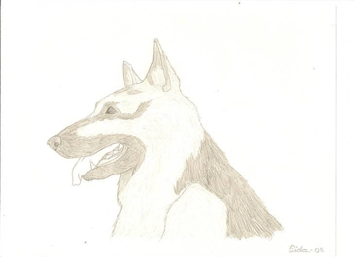 Tegninger(se dem) - En tilfældig schæferhund. billede 6