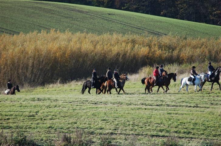 Hubertusjagt på rugård slot 2/11-2008 billede 1
