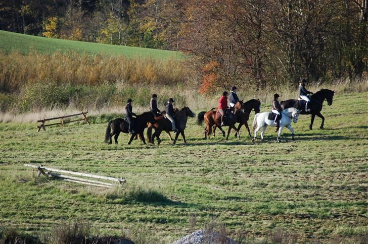 Hubertusjagt på rugård slot 2/11-2008 billede 2