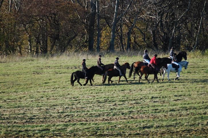 Hubertusjagt på rugård slot 2/11-2008 billede 3