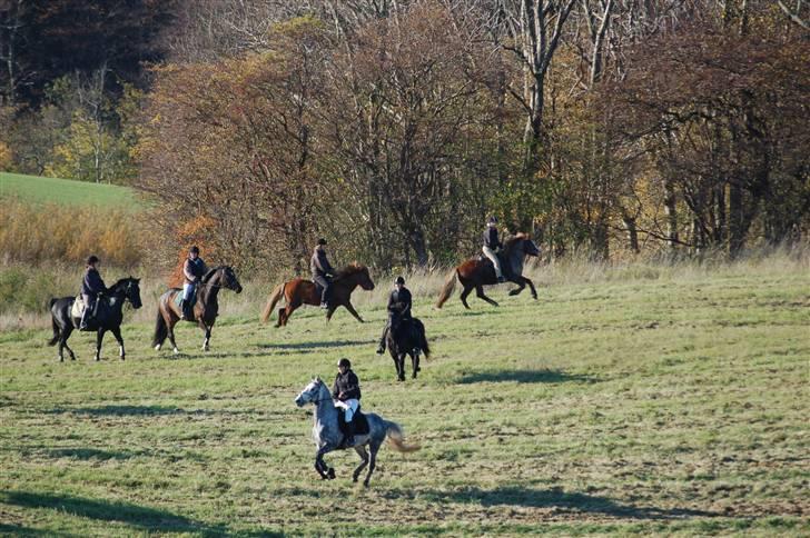 Hubertusjagt på rugård slot 2/11-2008 billede 6