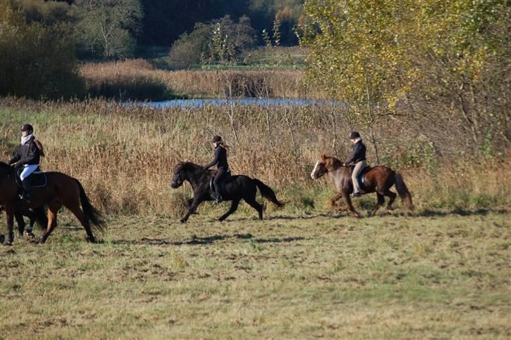 Hubertusjagt på rugård slot 2/11-2008 billede 10