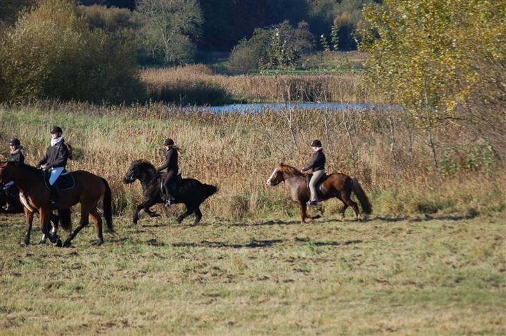 Hubertusjagt på rugård slot 2/11-2008 billede 11