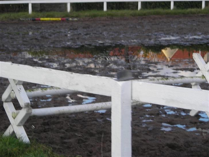 Stormy og Maxi billede 4