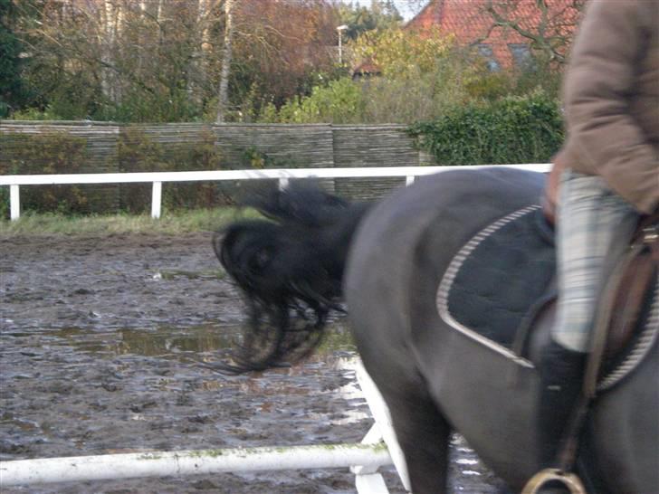 Stormy og Maxi billede 10