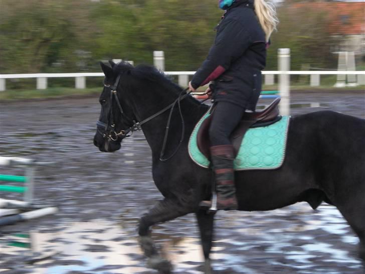 Stormy og Maxi billede 23