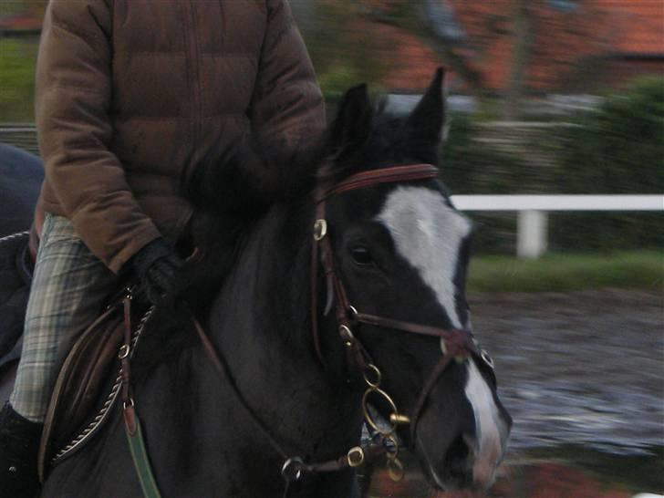 Stormy og Maxi billede 29