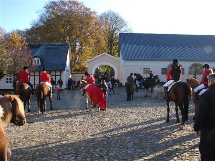 Jagt, skaarupgård sindal 2008 billede 2