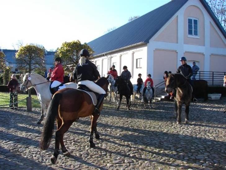 Jagt, skaarupgård sindal 2008 billede 4