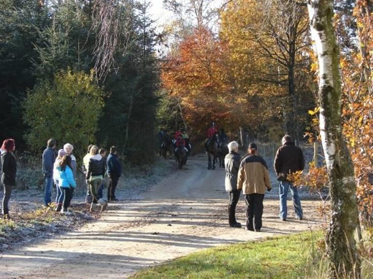 Jagt, skaarupgård sindal 2008 billede 6