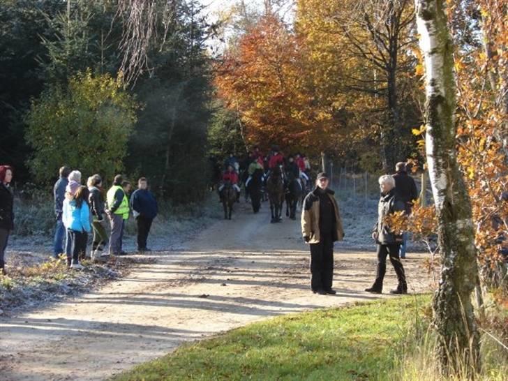 Jagt, skaarupgård sindal 2008 billede 7