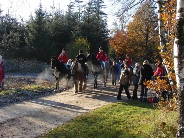 Jagt, skaarupgård sindal 2008 billede 9