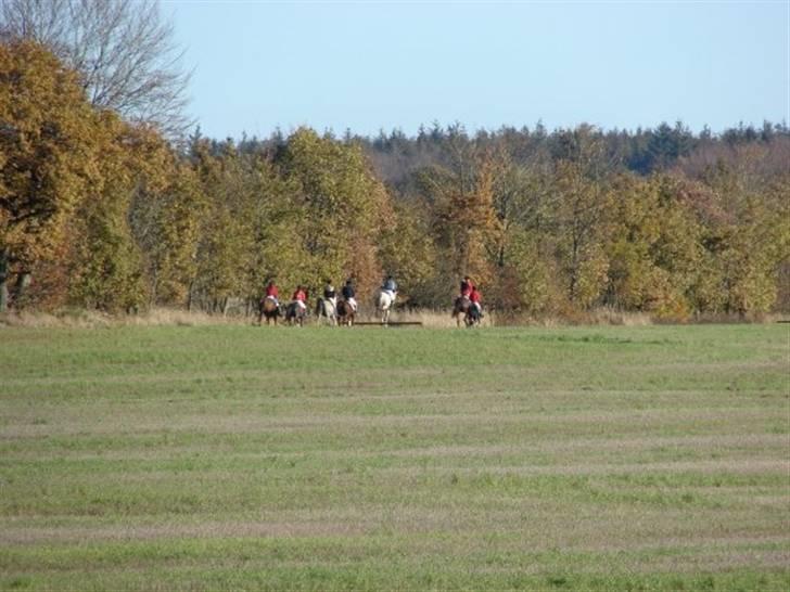 Jagt, skaarupgård sindal 2008 billede 10