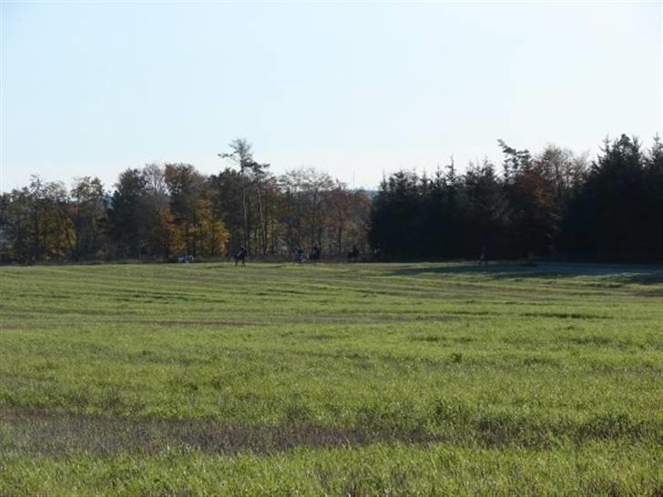 Jagt, skaarupgård sindal 2008 billede 11