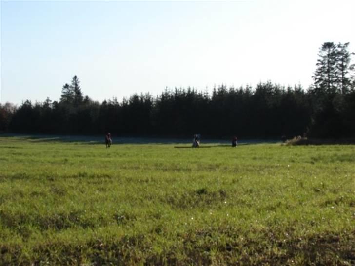 Jagt, skaarupgård sindal 2008 billede 12