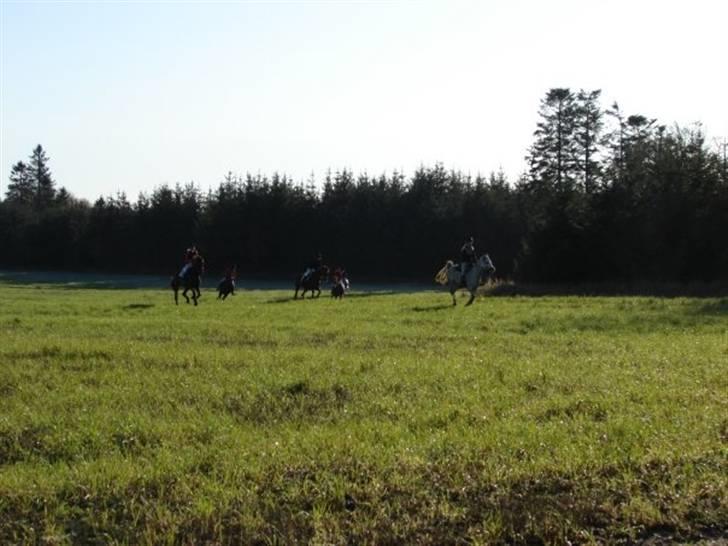 Jagt, skaarupgård sindal 2008 billede 13