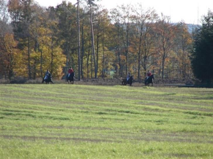 Jagt, skaarupgård sindal 2008 billede 14