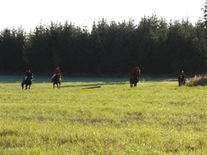 Jagt, skaarupgård sindal 2008 billede 16