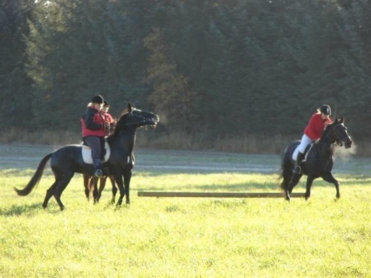 Jagt, skaarupgård sindal 2008 billede 17