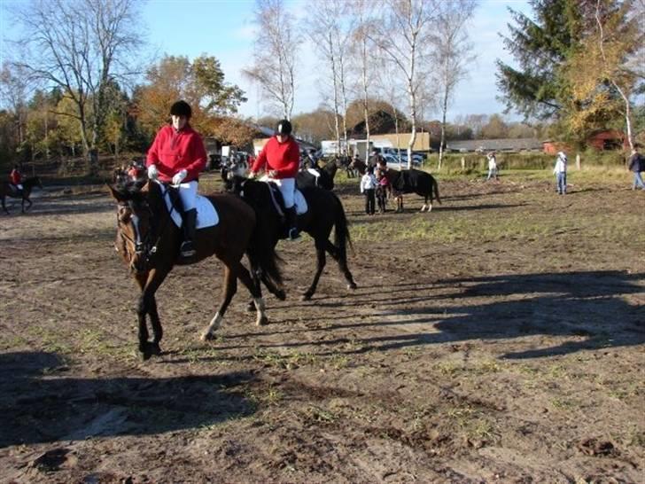 Jagt, skaarupgård sindal 2008 billede 22