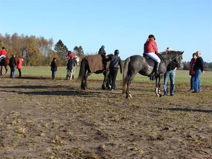 Jagt, skaarupgård sindal 2008 billede 29