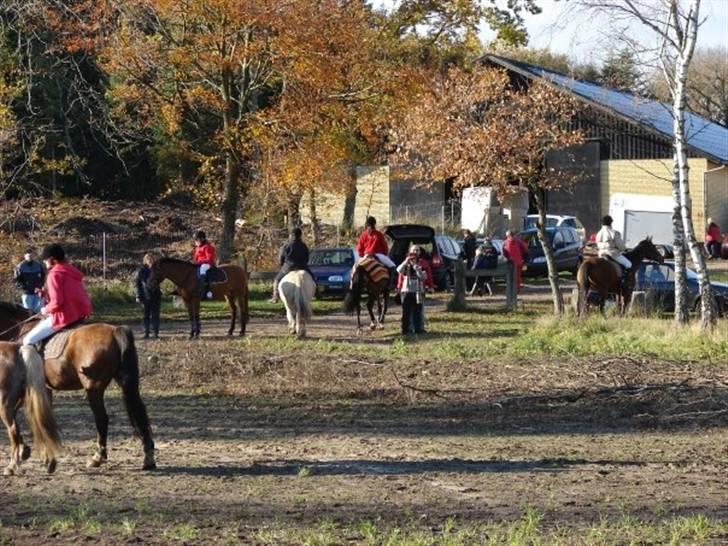 Jagt, skaarupgård sindal 2008 billede 30