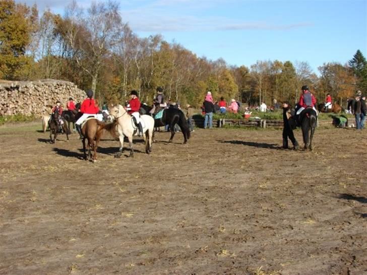 Jagt, skaarupgård sindal 2008 billede 31