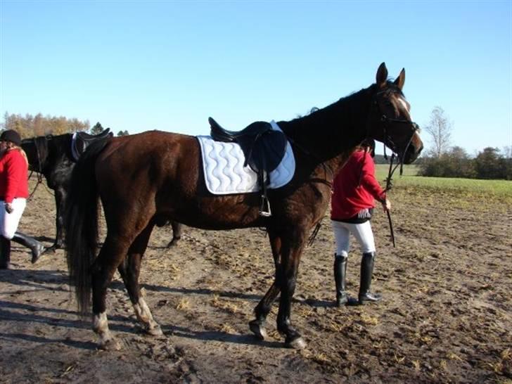 Jagt, skaarupgård sindal 2008 billede 35