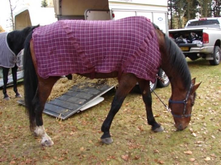 Jagt, skaarupgård sindal 2008 billede 37