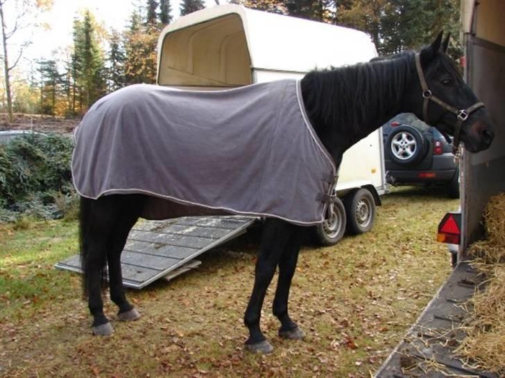 Jagt, skaarupgård sindal 2008 billede 38