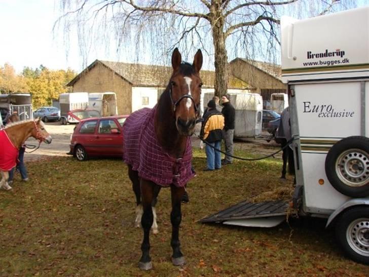 Jagt, skaarupgård sindal 2008 billede 39