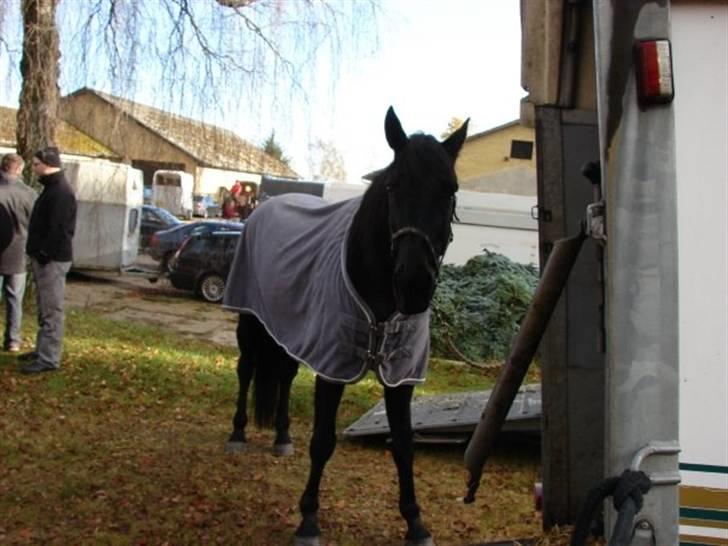 Jagt, skaarupgård sindal 2008 billede 40